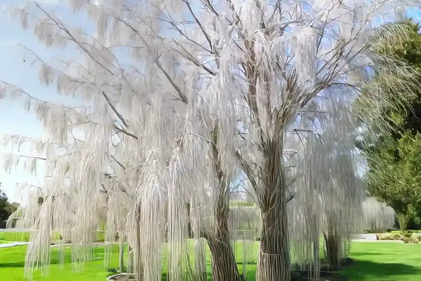 Babylon weeping willow (salix babylonica) — photo 2
