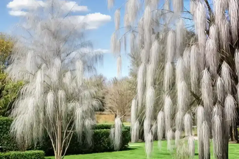 Babylon weeping willow (salix babylonica) — photo 3