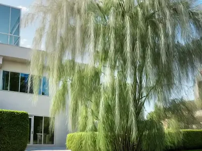 Babylon Weeping Willow (Salix Babylonica)
