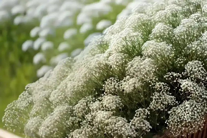 Baby’s-breath (gypsophila) — photo 2