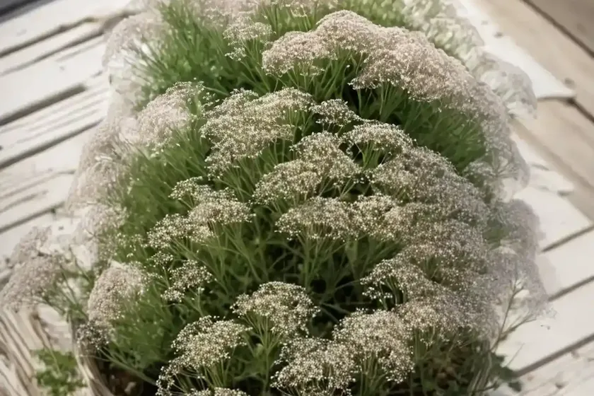 Baby’s breath (gypsophila aretioides) — photo 2