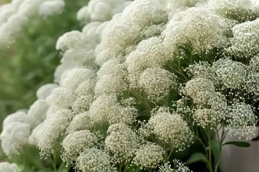 Baby’s breath (gypsophila aretioides) — photo 3