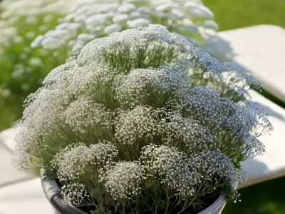 Baby’s Breath (Gypsophila Aretioides)