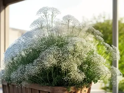 Baby’s Breath (Gypsophila Paniculata)
