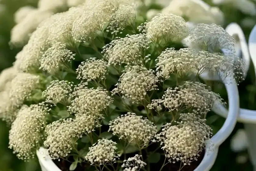 Baby’s breath (gypsophila paniculata ‘bristol fairy’) — photo 3