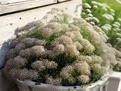 Baby’s Breath (Gypsophila Paniculata ‘Bristol Fairy’)