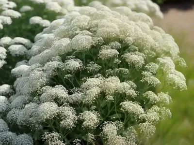 Baby’s Breath (Gypsophila Paniculata ‘Compacta Plena’)