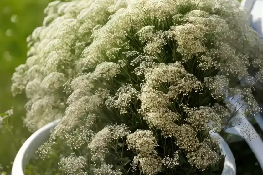 Baby’s breath (gypsophila paniculata ‘danfestar’ festival star) — photo 3