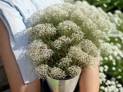 Baby’s Breath (Gypsophila Paniculata ‘Danfestar’ FESTIVAL STAR)