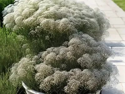 Baby’s Breath (Gypsophila Paniculata ‘Viette’s Dwarf’)