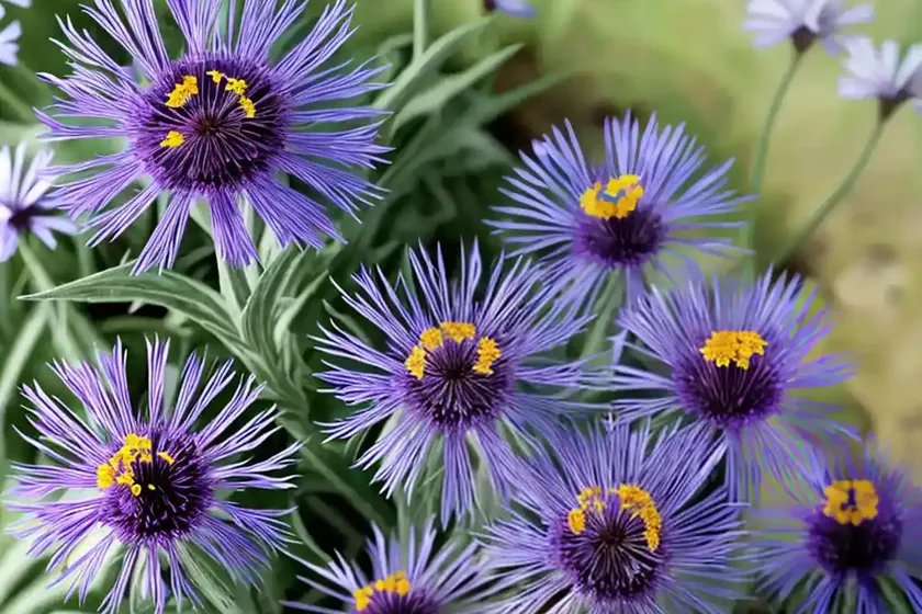 Bachelor’s button (centaurea cyanus) — photo 3