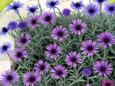 Bachelor’s Button (Centaurea Cyanus)