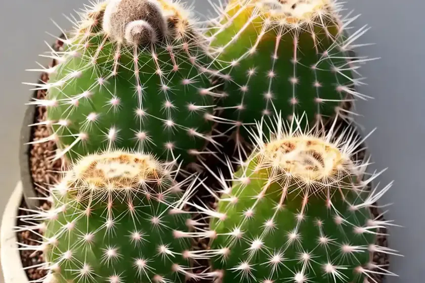 Bailey’s hedgehog cactus (echinocereus reichenbachii)