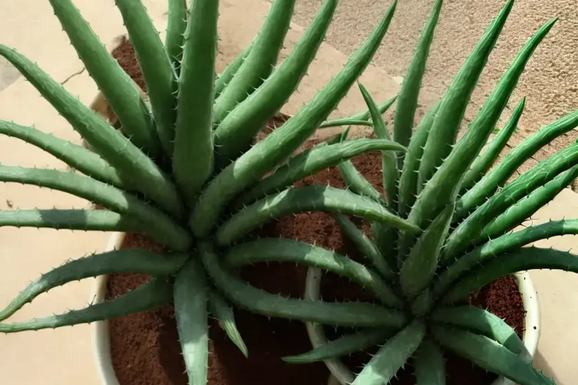 Baker aloe (aloe bakeri) — photo 3