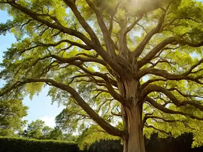 Bald Cypress (Taxodium Distichum)