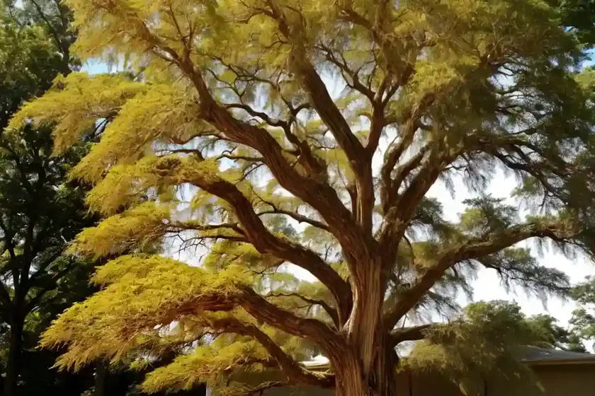 Bald Cypress (Taxodium Distichum ‘Mickelson’ SHAWNEE BRAVE) — photo 2