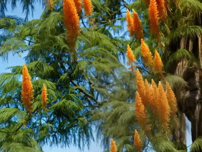 Bald Cypress (Taxodium Distichum ‘Mickelson’ SHAWNEE BRAVE)