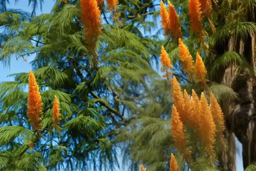 Bald Cypress (Taxodium Distichum ‘Mickelson’ SHAWNEE BRAVE)