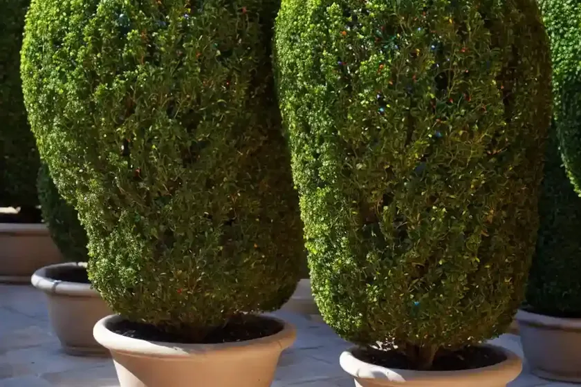 Balearic boxwood (buxus balearica) — photo 2