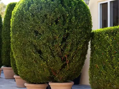 Balearic Boxwood (Buxus Balearica)