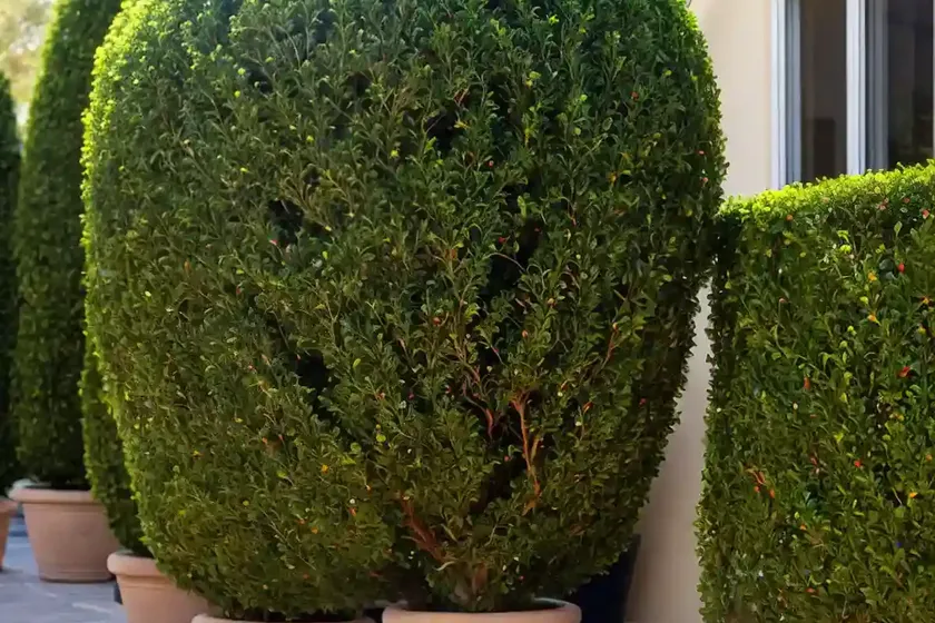 Balearic boxwood (buxus balearica)