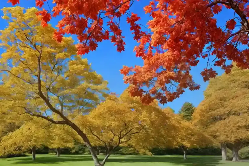 Balkan maple (acer hyrcanum) — photo 2
