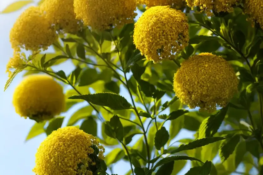 Ball mustard (neslia paniculata) — photo 2