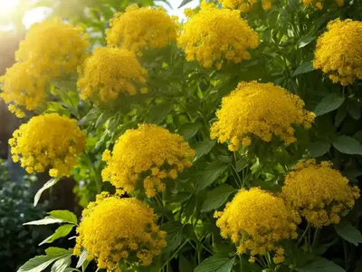 Ball Mustard (Neslia Paniculata)