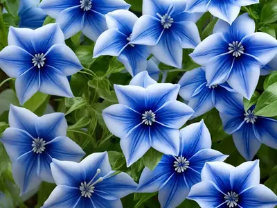 Balloon Flower (Platycodon Grandiflorus ‘Sentimental Blue’)