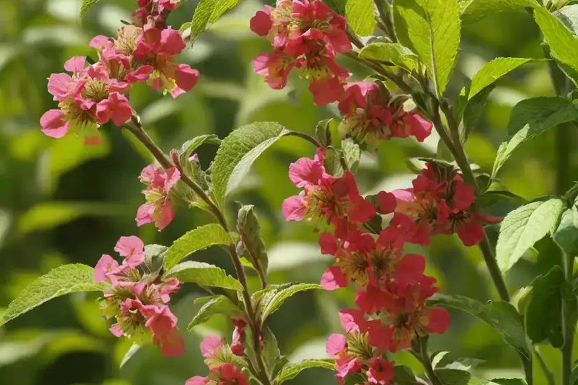 Balsam-apple (momordica balsamina) — photo 3