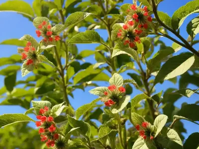 Balsam-apple (Momordica Balsamina)