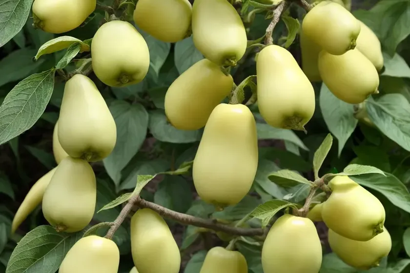 Balsampear (momordica charantia) — photo 2