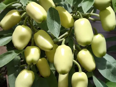 Balsampear (Momordica Charantia)