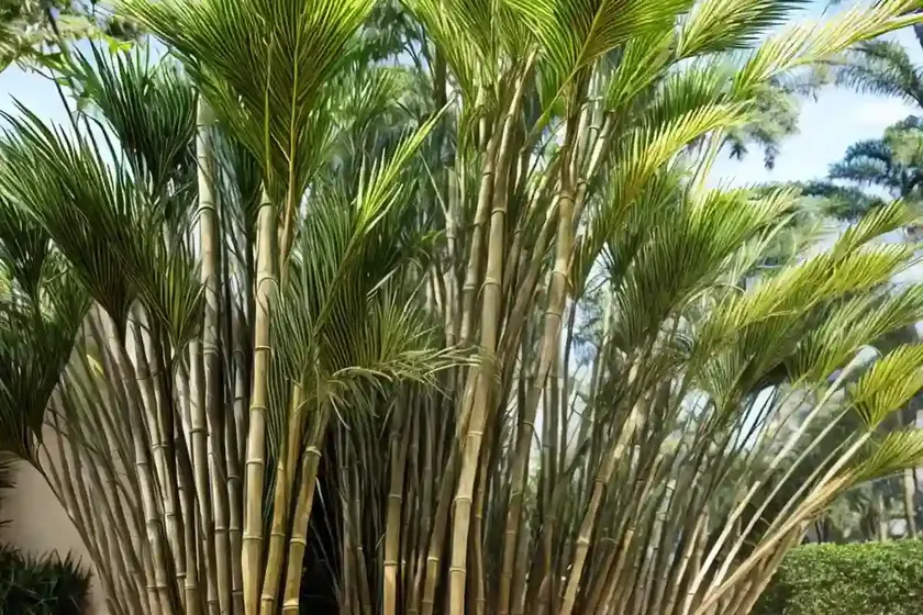 Bamboo cycad (ceratozamia hildae) — photo 3
