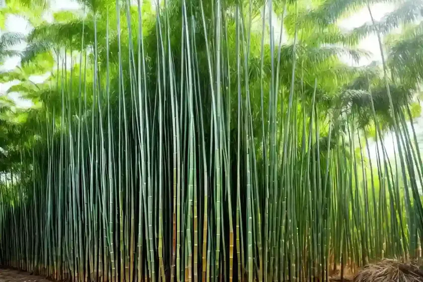 Bamboo fern (coniogramme japonica) — photo 2