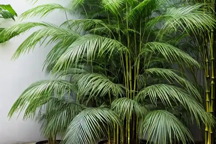 Bamboo fern (coniogramme japonica) — photo 3
