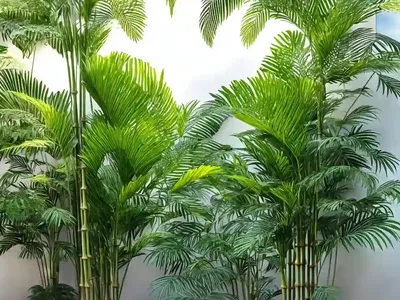 Bamboo Palm (Chamaedorea Seifrizii)