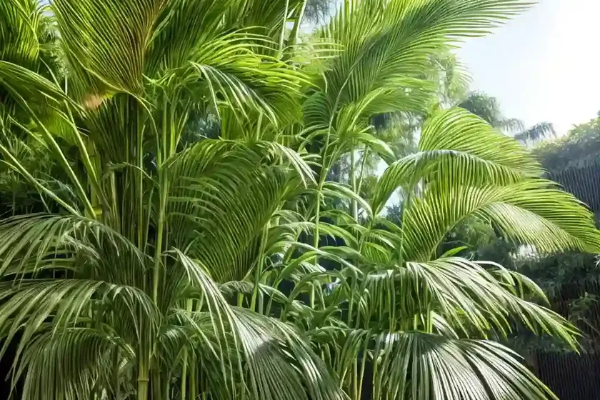 Bamboo palm (dypsis lutescens) — photo 2