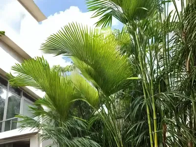 Bamboo Palm (Dypsis Lutescens)