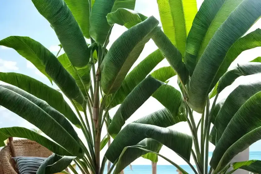 Banana palm (musa tropicana) — photo 2