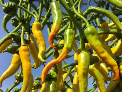 Banana Pepper (Capsicum Annuum ‘Banana Pepper’)