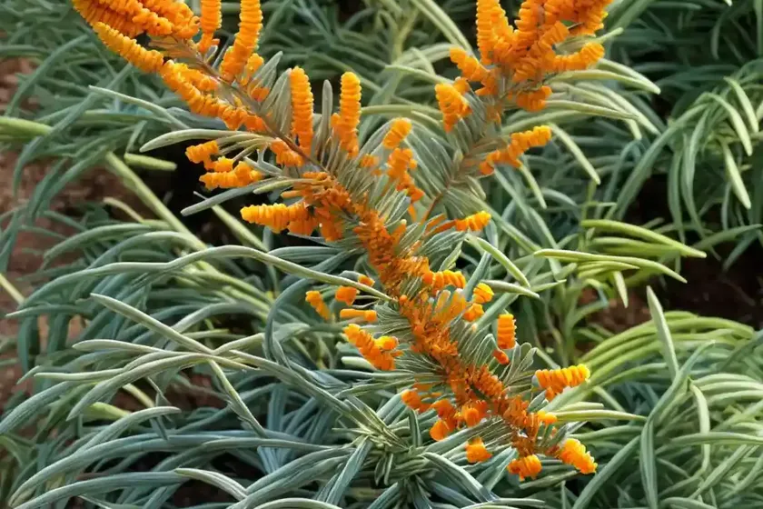 Banks’ grevillea (grevillea banksii) — photo 2