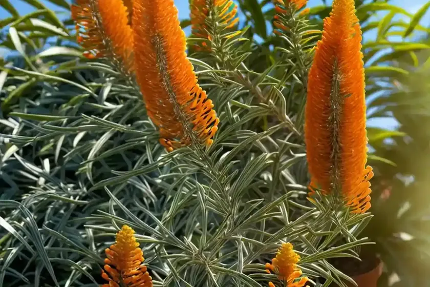 Banks’ grevillea (grevillea banksii) — photo 3