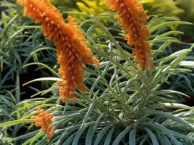 Banks’ Grevillea (Grevillea Banksii)