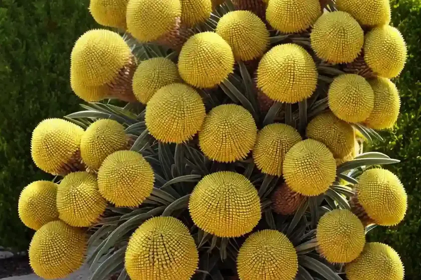Banksia (banksias) — photo 3