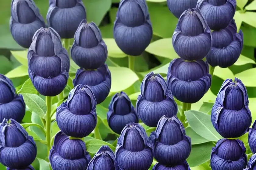 Baptisia australis var. minor (false indigo) — photo 3