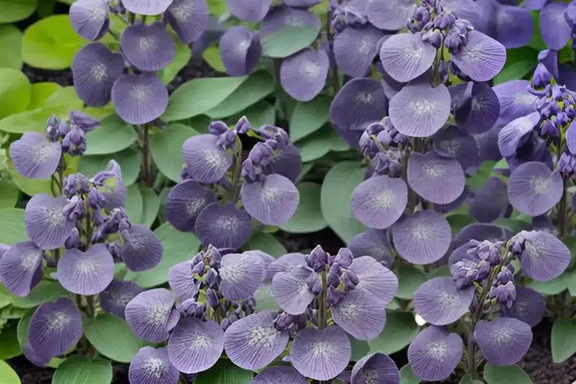 Baptisia ‘dutch chocolate’ (false indigo) — photo 3