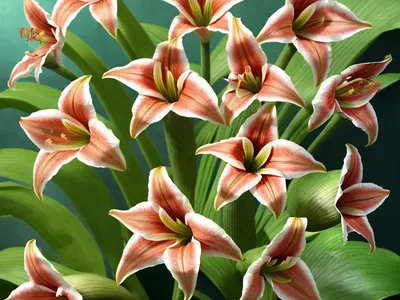 Barbados Lily (Hippeastrum Striatum)