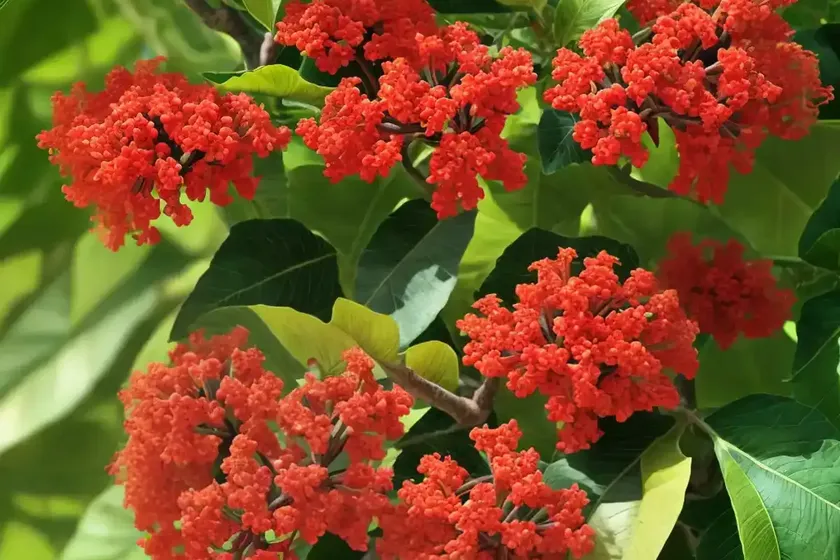 Barbados nut (jatropha curcas) — photo 2