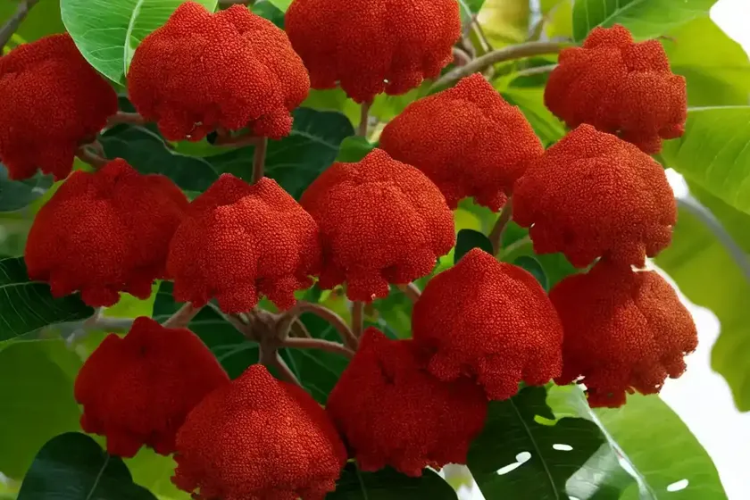 Barbados nut (jatropha curcas) — photo 3